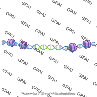 Gene in euchromatin