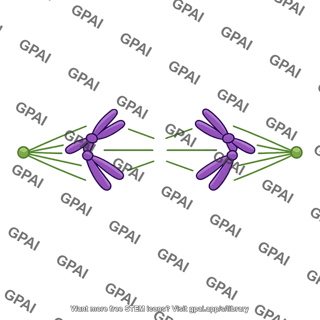 Anaphase