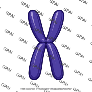 Replicated chromosome