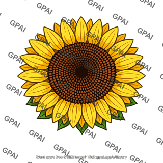 Sunflower head