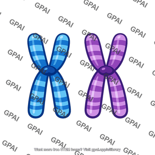 Homologous chromosome pair duplicated