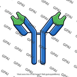 Antibody c