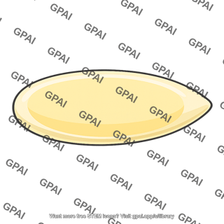 Drosophila egg
