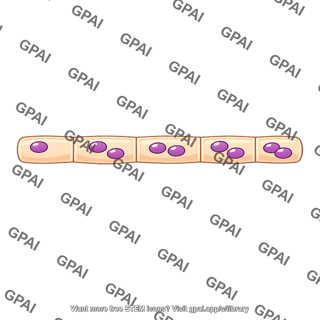 Septate hypha