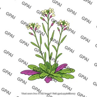 Clock mutant arabidopsis