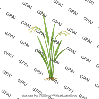 Rice plant