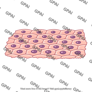 Animal tissue