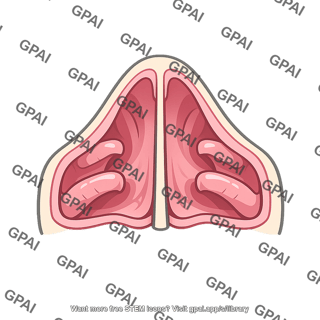 Nasal cavity with septum