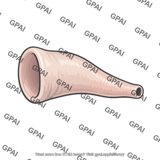 Cephalopod foot modified siphon