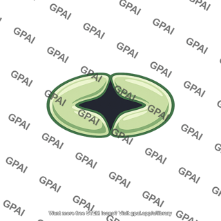 Stomatal pore
