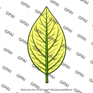 Orange tree leaf chlorotic