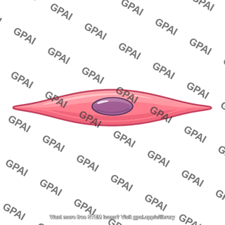 Smooth muscle cell