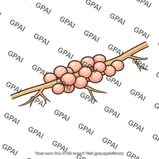 Root nodule clustered