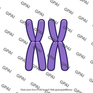 Chromosome set dd
