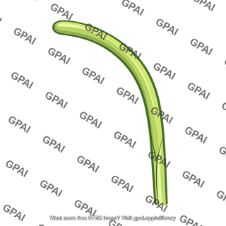 Coleoptile curved