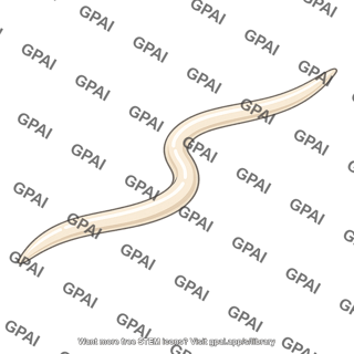 Parasitic worm