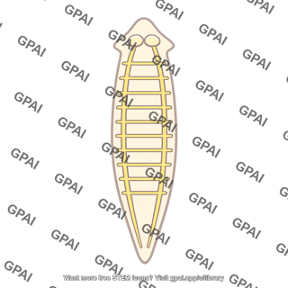 Nervous system flatworm
