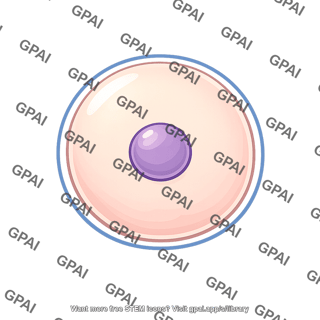 Animal fertilized egg fused nucleus stage