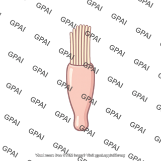 Mechanoreceptor hair cell