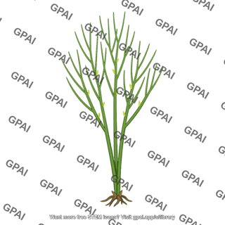 Whisk fern vegetative