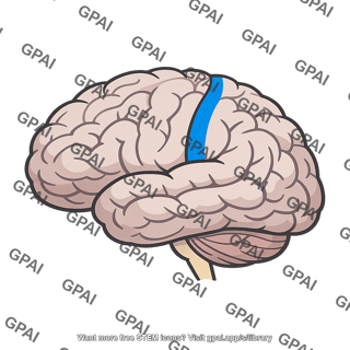 Somatosensory cortex
