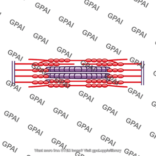 Muscle contraction