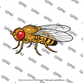 Drosophila