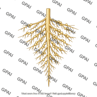 Soybean root system