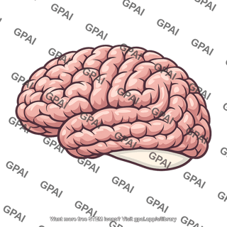 Human cerebral cortex