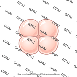 Sea urchin embryo four cell