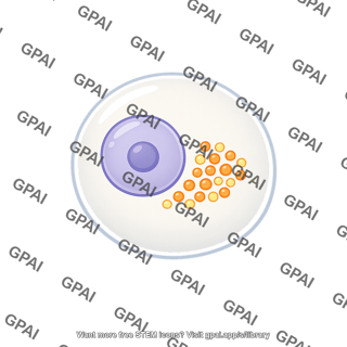 Cell with p granules
