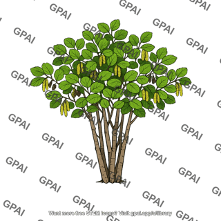 Alder shrub or small tree