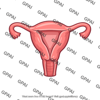 Uterus