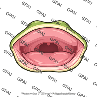 Oral cavity amphibian