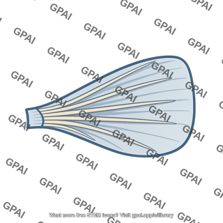 Single paired fin