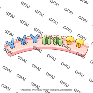 Postsynaptic membrane segment