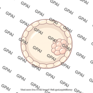 Human blastocyst