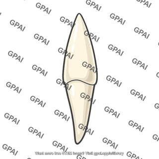 Pointed vertebrate tooth