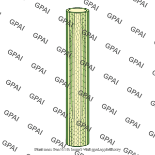 Stem longitudinal section