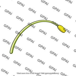 Stamen arched