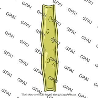 Phloem cell oldest