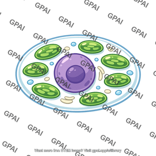 Photosynthetic eukaryote