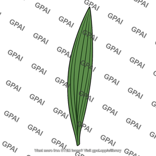 Spiderwort leaf