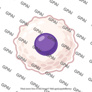 Immune system white blood cell
