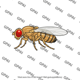 Fruit fly
