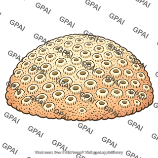 Massive stony coral colony