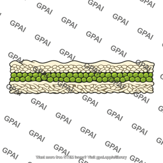Lichen longitudinal section