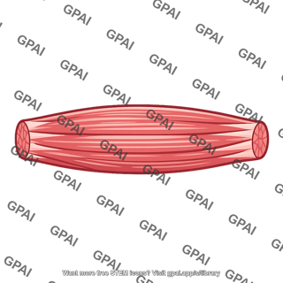 Muscle tissue segment