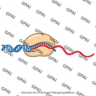 Transcription termination stage