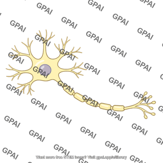 Neuron